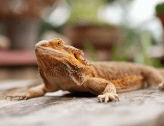 Agama vousatá v přírodním prostředí s rozostřeným pozadím