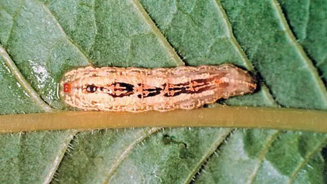 Moth caterpillar on leaf