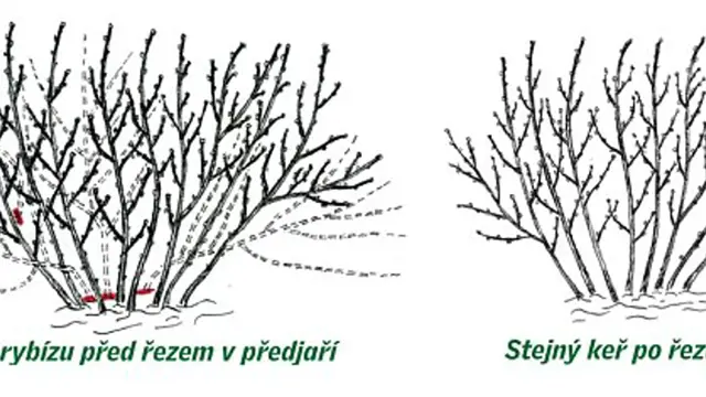 Porovnání keře rybízu před a po řezu v předjaří