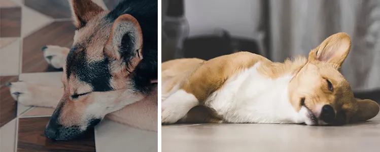 Spící psi na chladném podlaze v horku