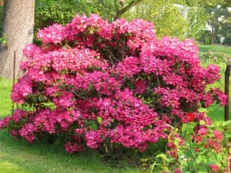 Rozkvetlý rododendron v zahradě před zimou