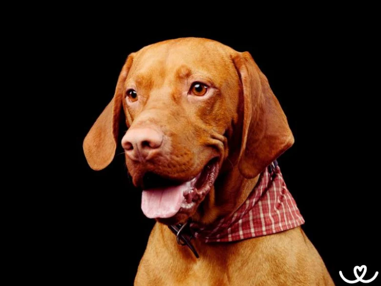 Vizsla pes s červeno-bílým šátkem na krku