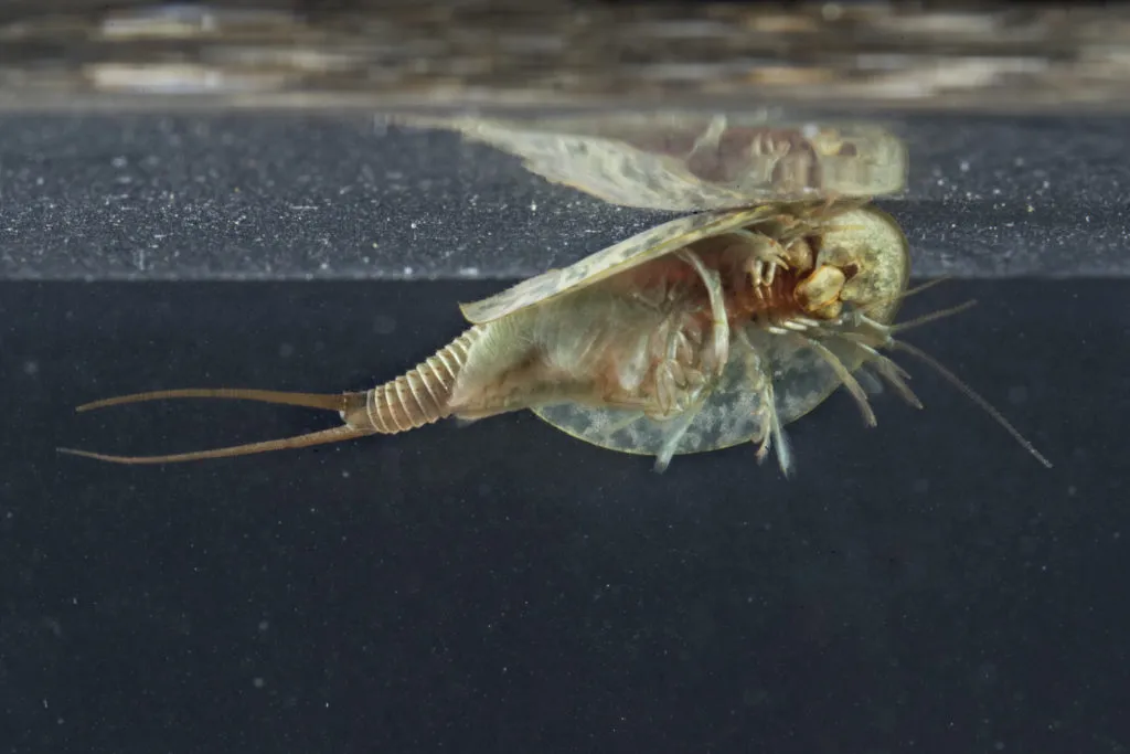Triops vodní štírek plavající v nádrži s tmavou vodou.