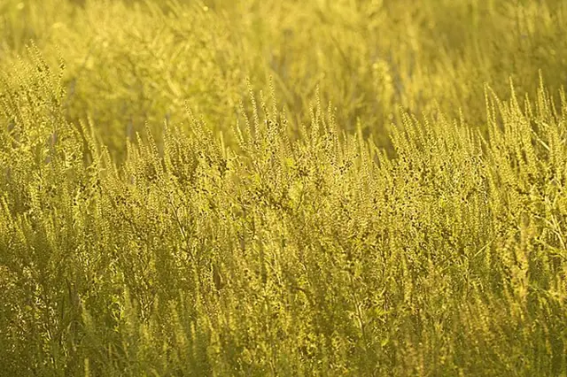 Goldenrod plant field