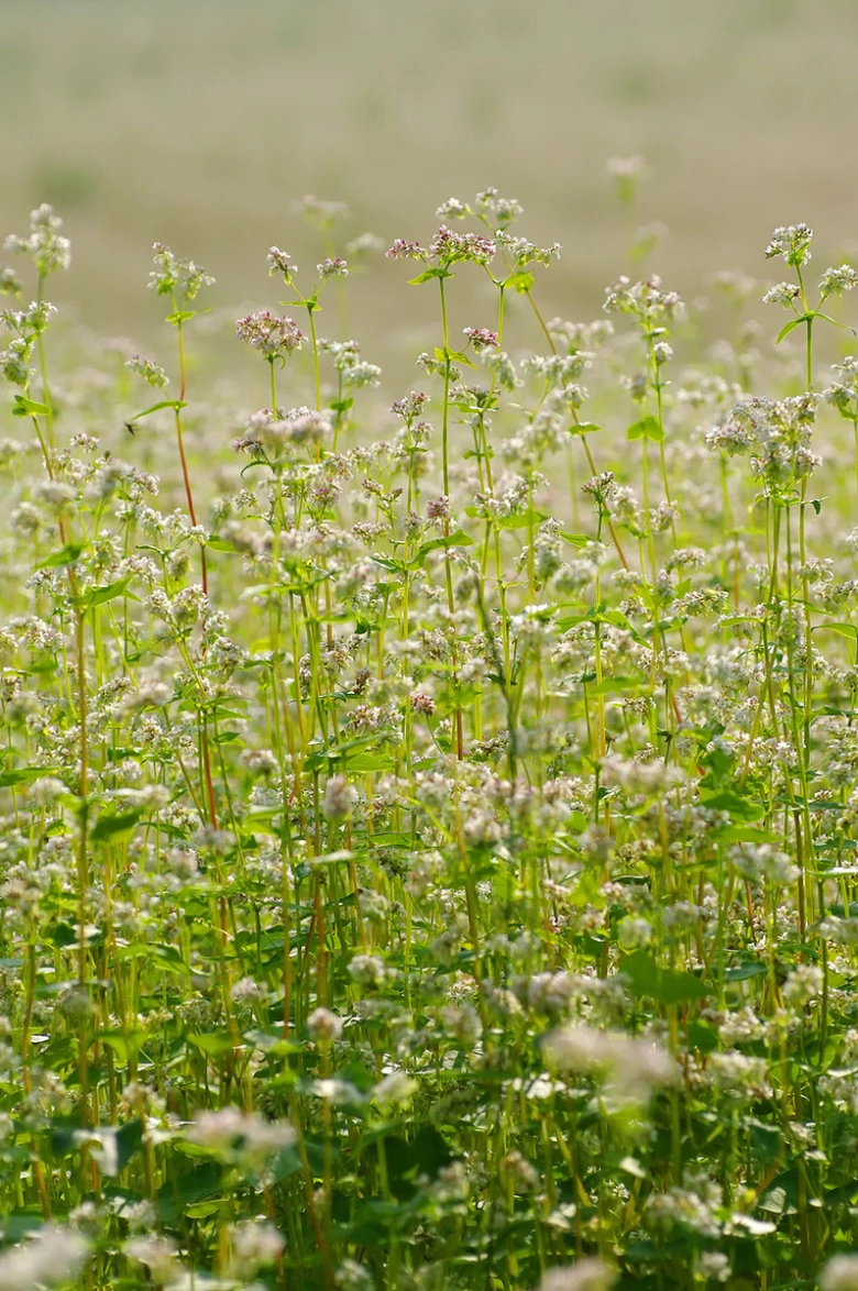 Buckwheat field in bloom