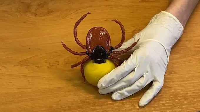 Klíště držané rukou v bílé gumové rukavici na dřevě.