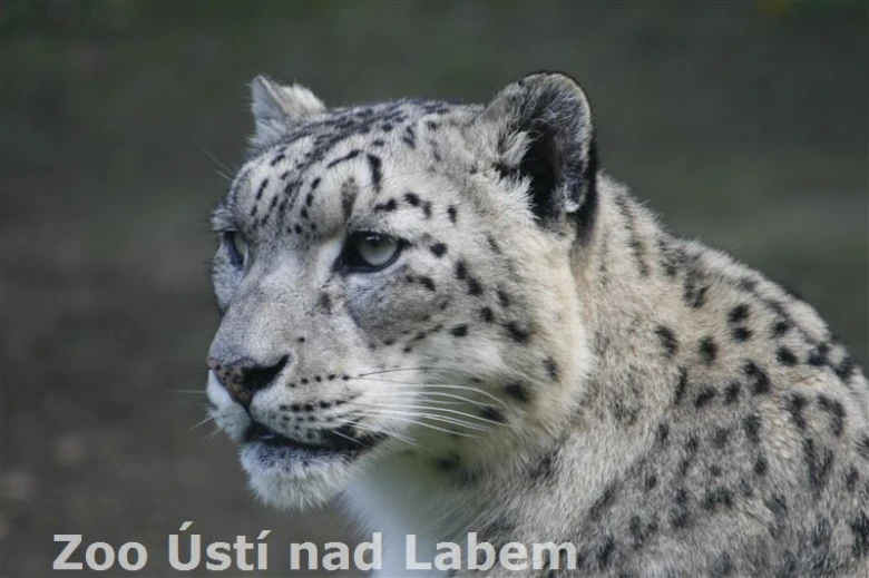 Sněžná pantera v zoo Ústí nad Labem