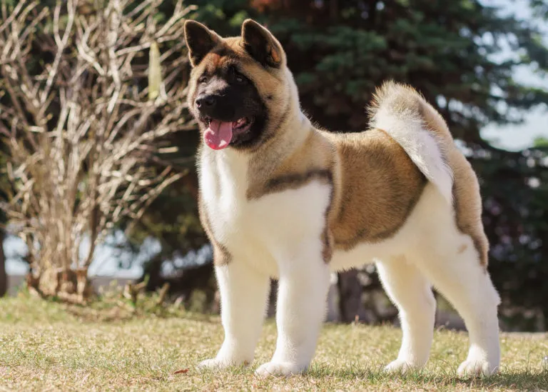 Americká akita stojí na trávníku s otevřenou pusou.