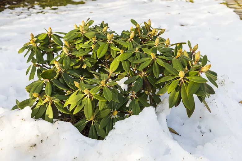 Rododendron v sněhu jako příklad zimní ochrany rostlin.