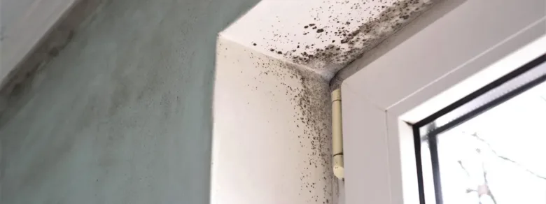 Černá plíseň na stěně u okna – příznak vlhkosti