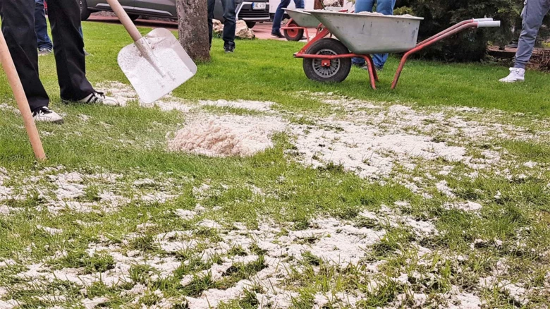 Lidé rozkládají bílý prášek na trávník pomocí lopat a vozíku.
