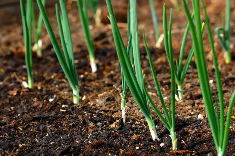 Green onion seedlings