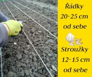 Zasazování česneku s uvedením vzdálenosti mezi řadami.
