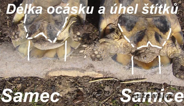 Srovnání samečka a samice želvy vroubené podle tvaru štítků.
