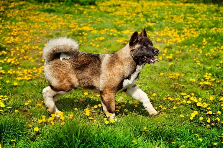 Americká akita chodící po louce s žlutými pampeliškami.