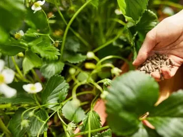 Ruka hnojí jahodovou rostlinu s květy granulovaným hnojivem