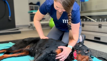 Veterinářka prohmatává břicho feny v ordinaci.