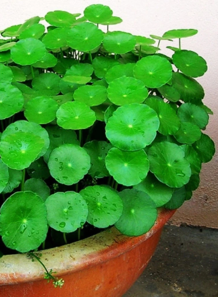 Zelená rostlina Pilea peperomioides v keramickém květináči