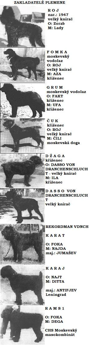 Zakladatelé plemene ruský černý teriér s fotografiemi a rodokmennými údaji