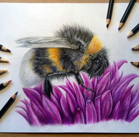 Detailní kresba výtvarného vosího na fialovém květu s tužkami kolem.
