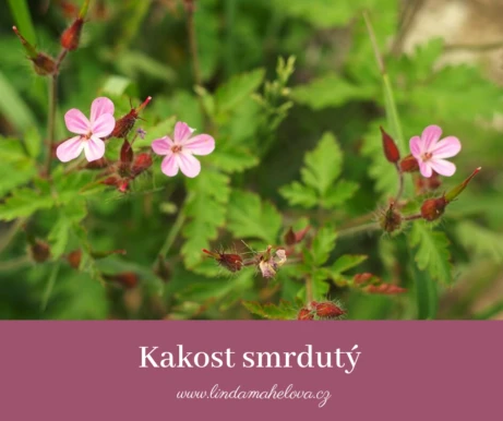 Růžové květy kakoste smrdutého s zelenými listy v přírodě.