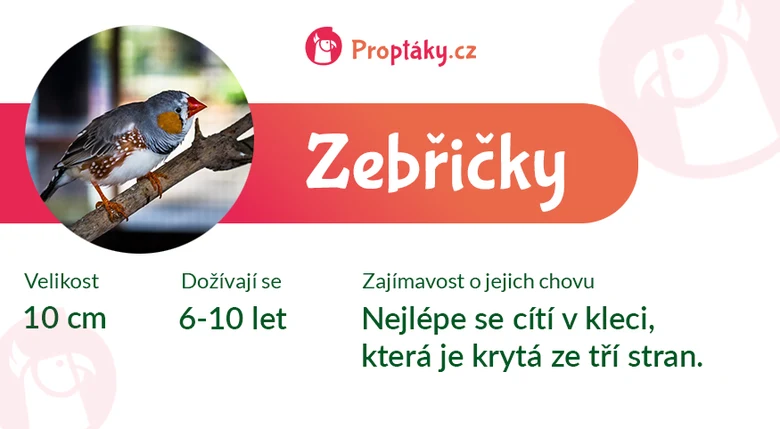 Zebřička na větvě s informacemi o velikosti a životnosti.