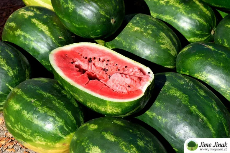 Zralé melouny, jeden rozřezaný na polovinu