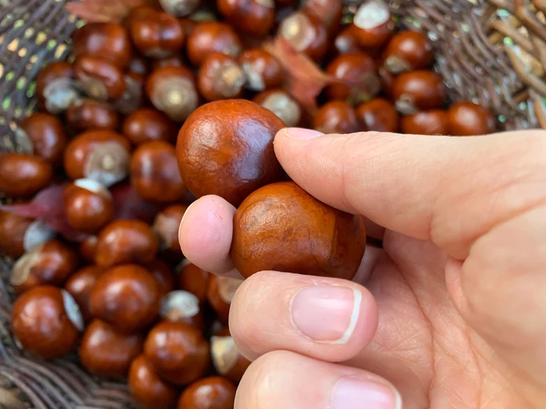 Ruce drží dva lesklé kaštany nad košíkem plným dalších.