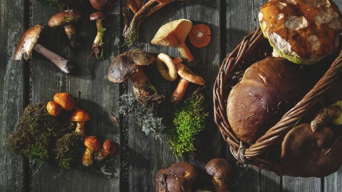 Edible mushrooms in basket and on wood