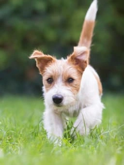 Puppy running in grass
