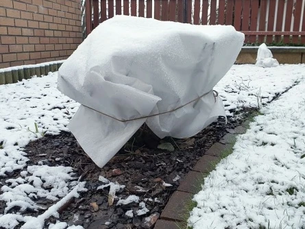 Strom meruňky chráněný před mrazem bílým pláštěm.