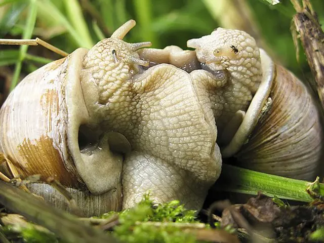 Dva hlemýždi zahradní se páří mezi zelenou vegetací.