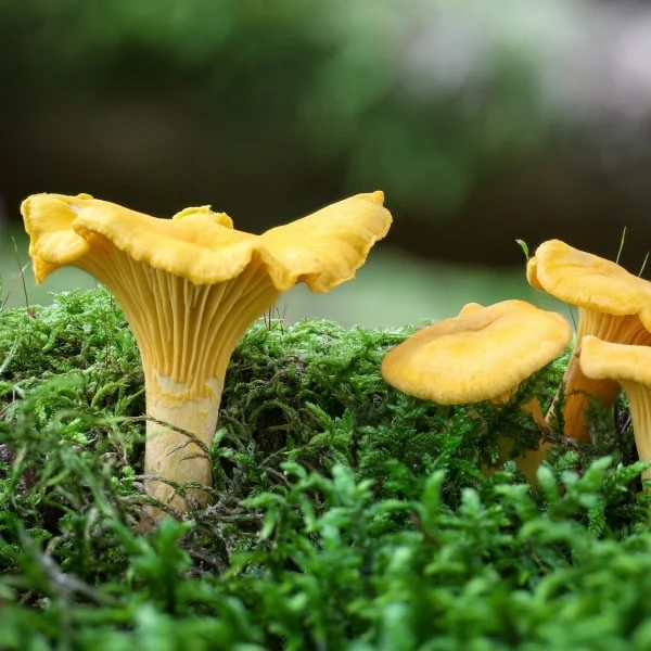 Yellow chanterelle mushrooms