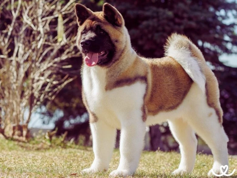 Americká akita stojí na trávě venku s otevřenou pusou.