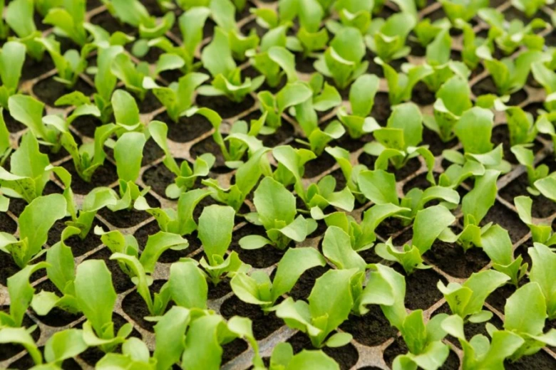 Lettuce seedlings in tray