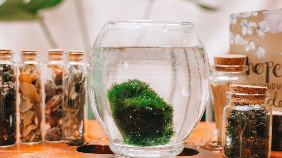 Moss ball v nádobě s vodou pro domácí péči