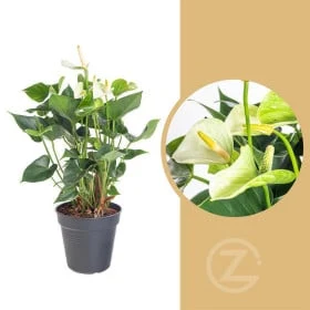 Kvetoucí pokojová rostlina anthurium v květináči