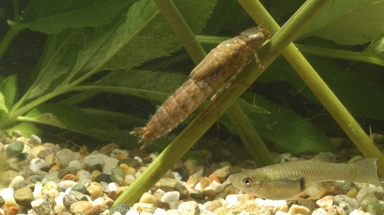 Larva vážky přichycená ke vodní rostlině pod hladinou vody.