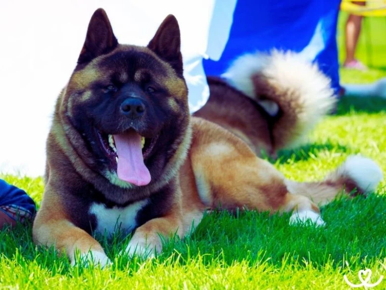 Americká akita leží na trávě s otevřenou pusou.