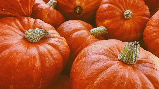 Skupina jasně oranžových dýní s viditelnými lodyhami.