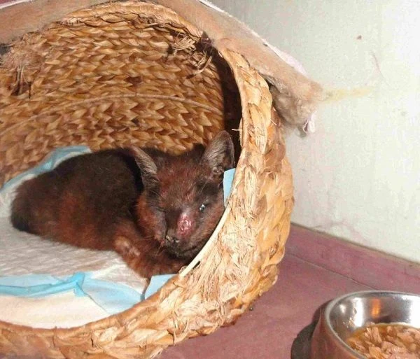 Nemocná kočka v korbě s příznaky umírání