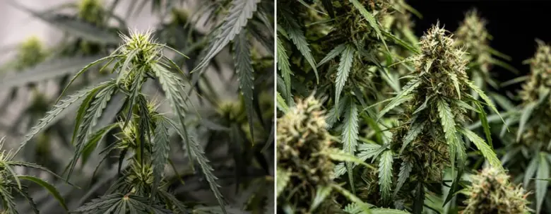 Cannabis plants with buds