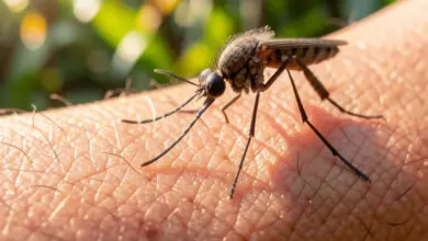 Jak rozpoznat a léčit horečku dengue - ilustrační foto