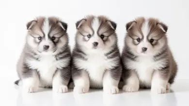 Jak pečovat o pomsky a jejich potřeby - ilustrační foto