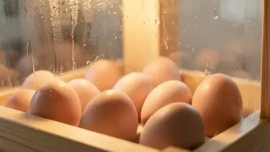 Jak probíhá líhnutí kuřat a optimální inkubace - ilustrační foto