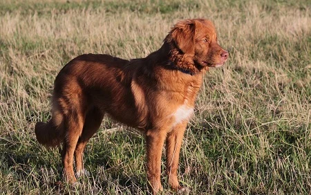 Nova Scotia Duck Tolling Retriever stojí na trávníku venku.