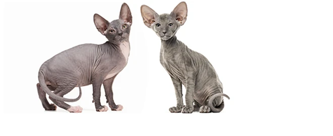 Dvě bezsrsté kočky rasy sphynx na bílém pozadí.