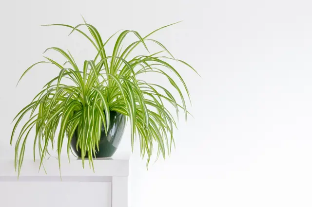 Spider plant in pot