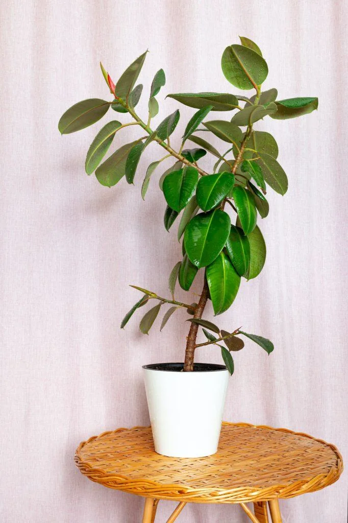 Zdravý fíkus v bílém květináči na ratanovém stole.
