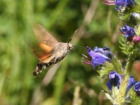 Hummingbird hawkmoth on flower